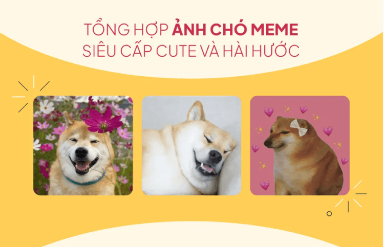 Tổng hợp ảnh chó meme siêu cấp cute và hài hước